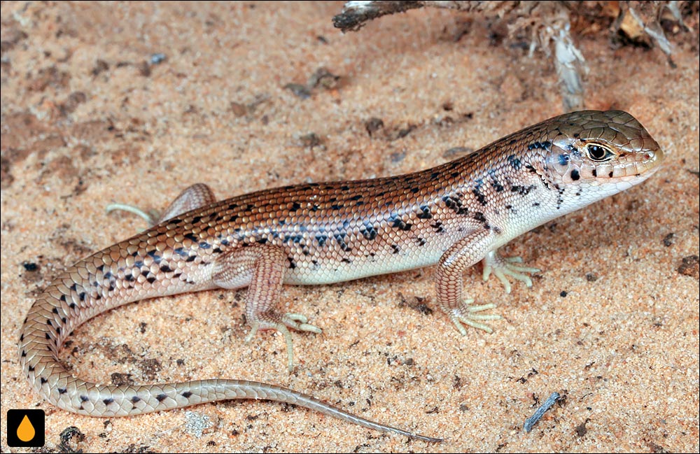 سقنقور بیابانی