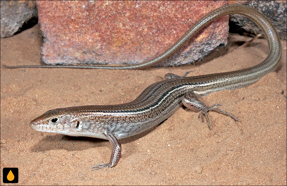 گوش‌شانه‌ای خاک‌سنگی