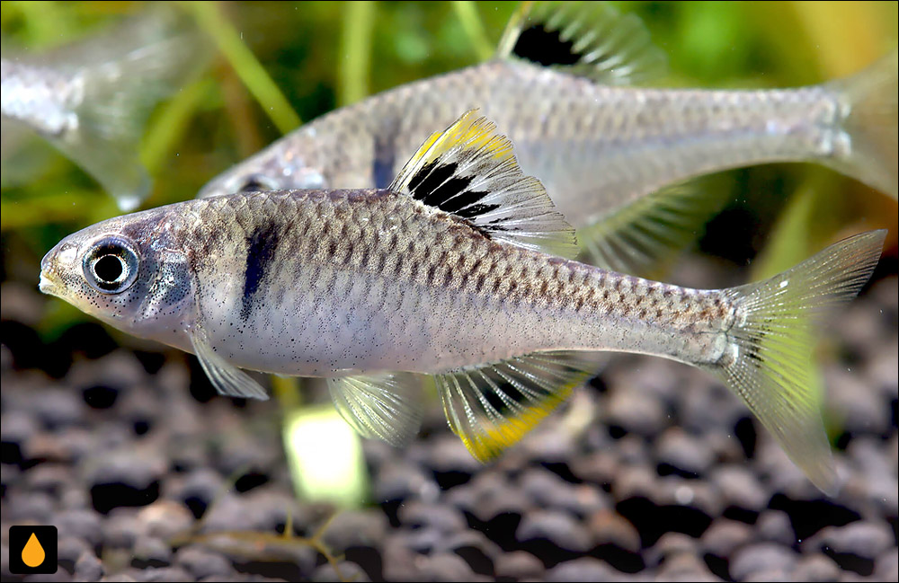 Rhodeus nigrodorsalis