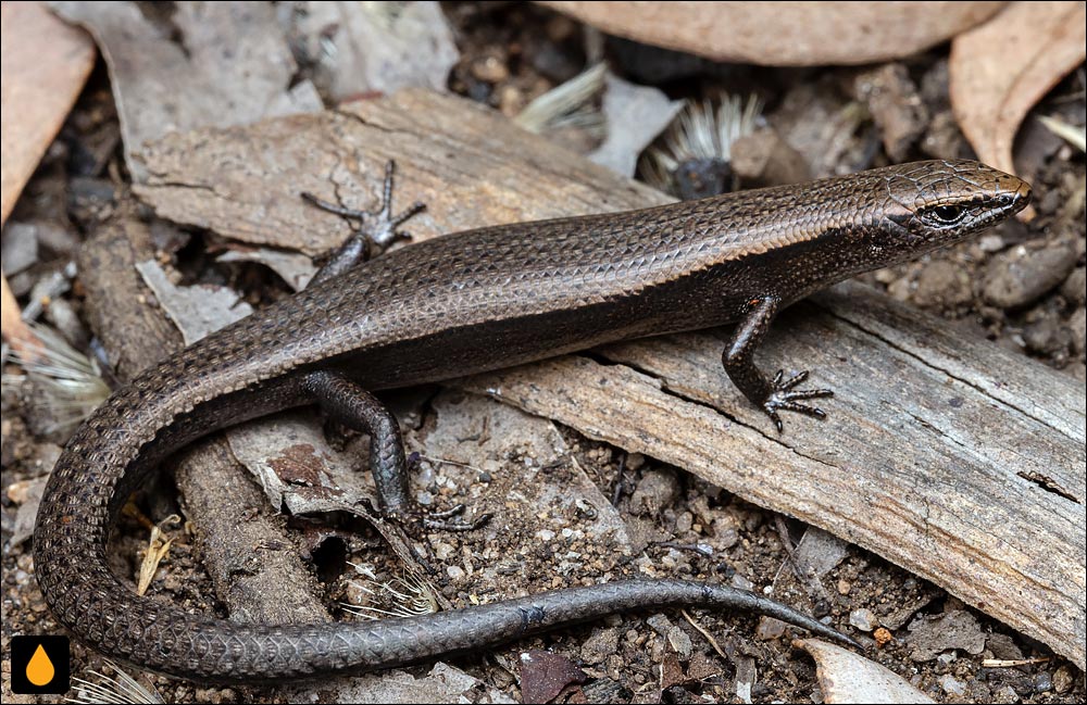 سقنقورسرد جنگلی جنوبی