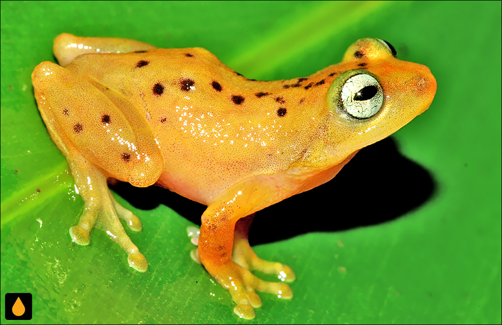 Raorchestes manohari