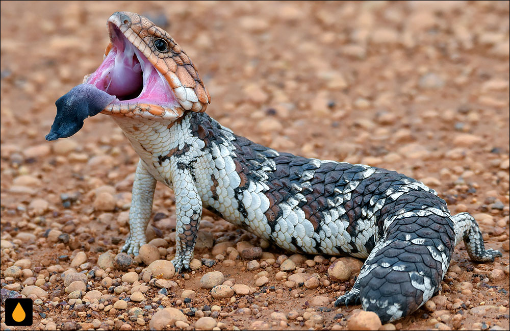 سقنقور پشت‌سنگ‌ریزه‌ای (سقنقور کالارپشت)