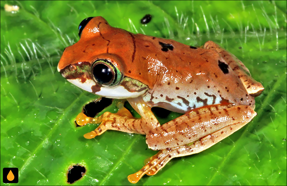 Boophis rufioculis