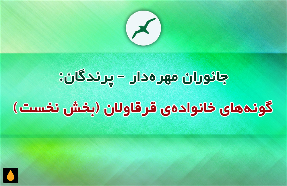 جانوران مهره‌دار - پرندگان: گونه‌های خانواده‌ی قرقاولان (بخش نخست)