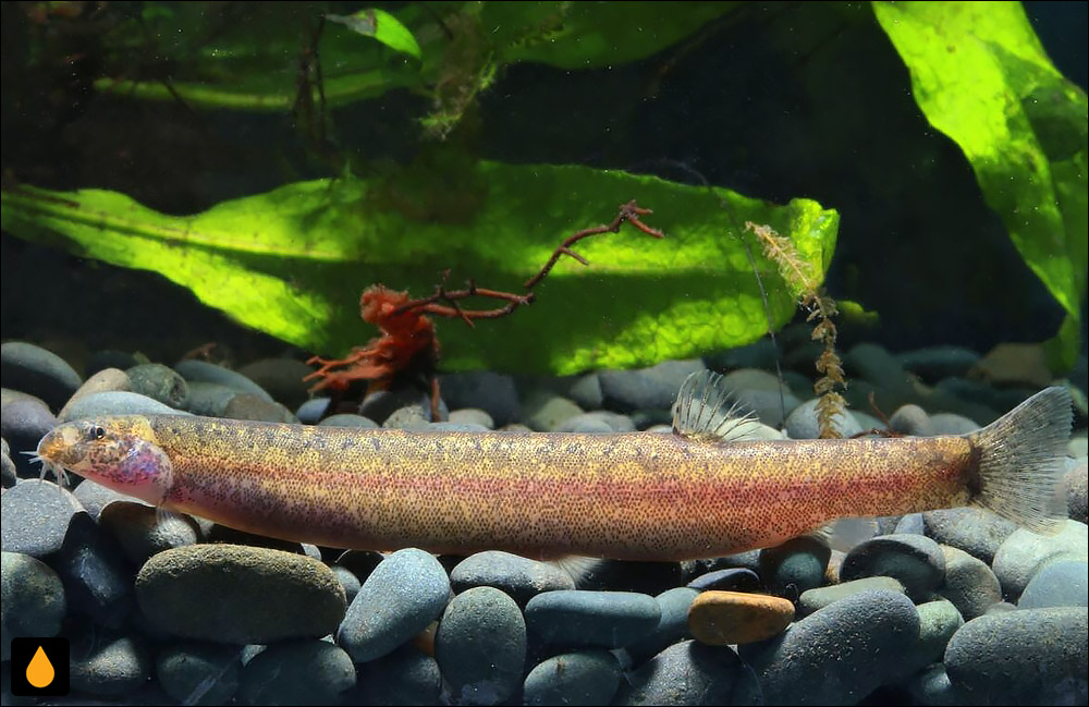 Pangio anguillaris