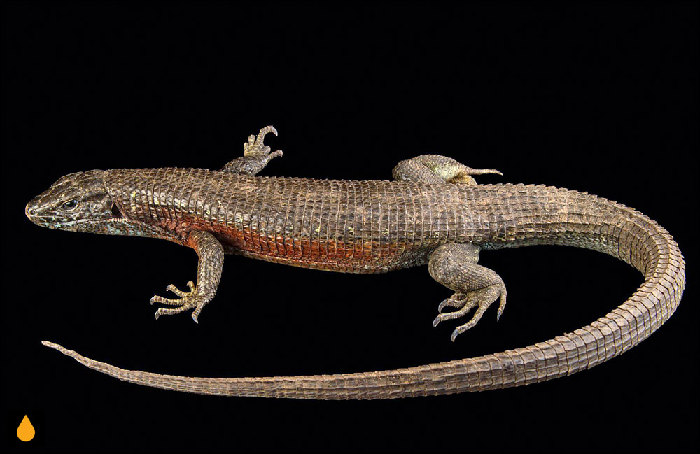 مارمولک کمربنددار جنوب شرقی