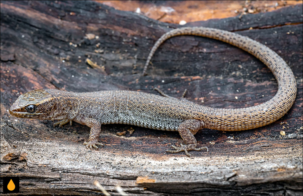 مارمولک شب بیابانی