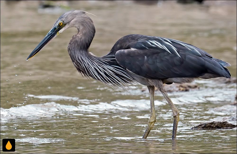 حواصیل نوک‌بزرگ