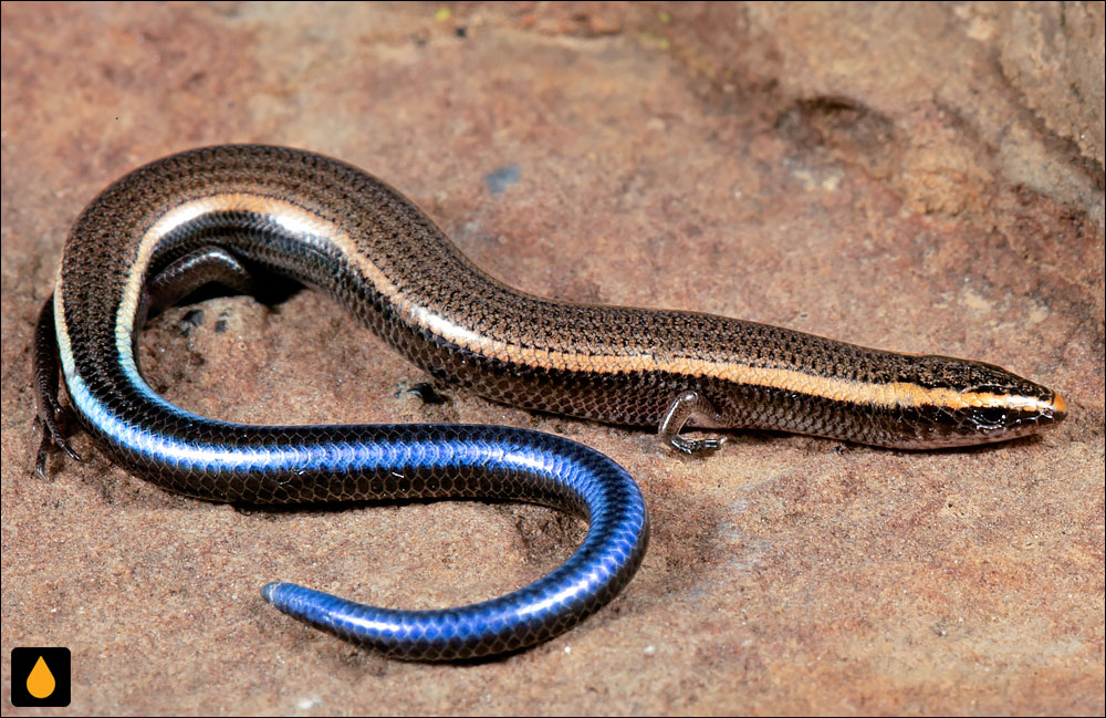 سقنقور دالانساز کوتولهی غربی