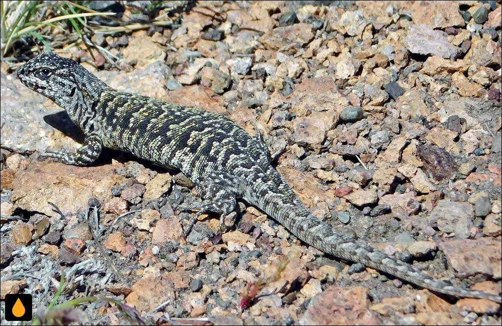 ایگوآنای درختی مین