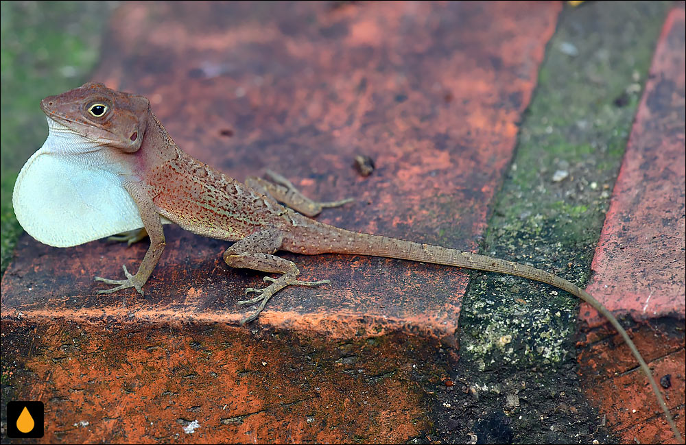 آنول تنومند معمولی