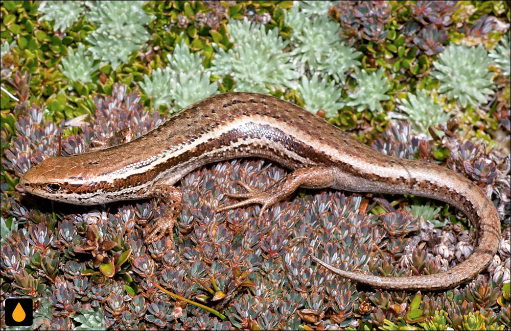 سقنقور بورگان (سقنقور برگان)