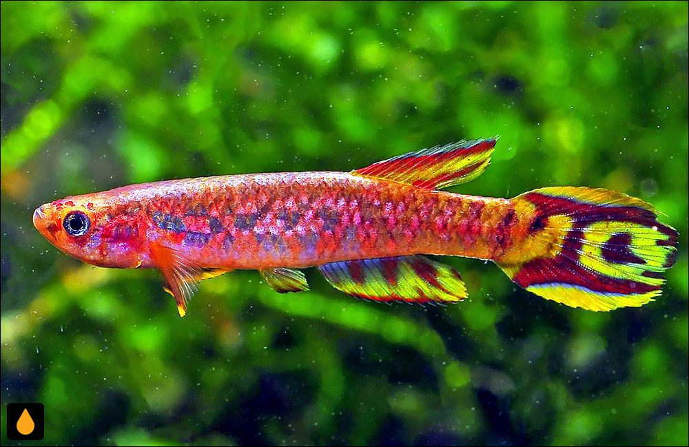 Scriptaphyosemion etzeli