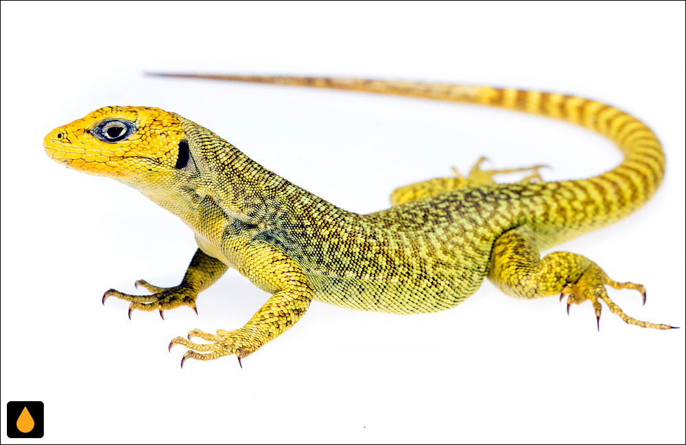 Liolaemus gununakuna