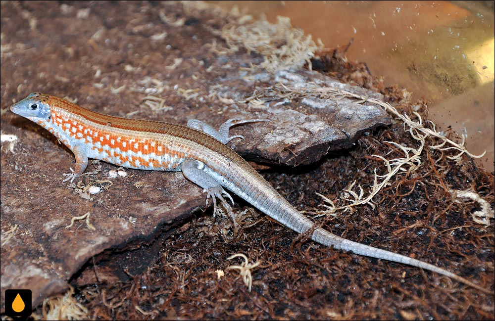 مارمولک تیغه‌دار پیترز