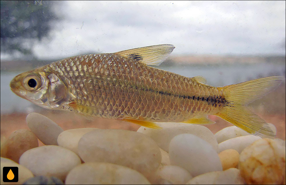 Steindachnerina notonota