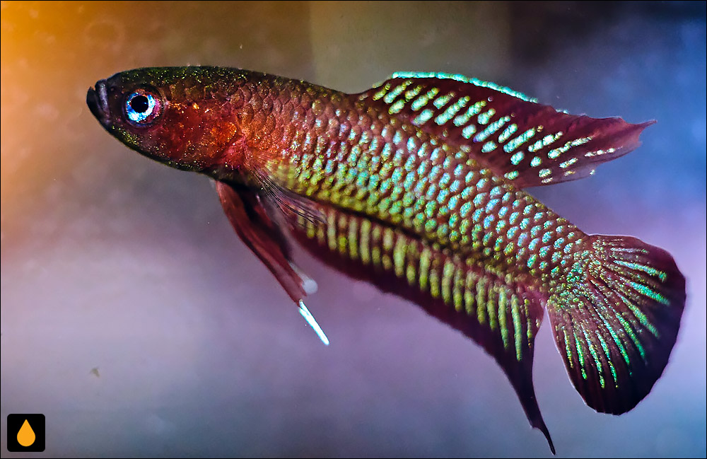 Betta burdigala