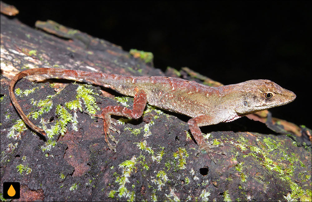 آنول کوتوله‌ی دوئلمن