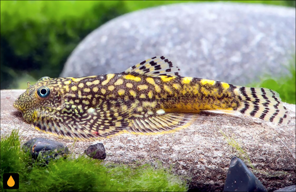 Sewellia marmorata
