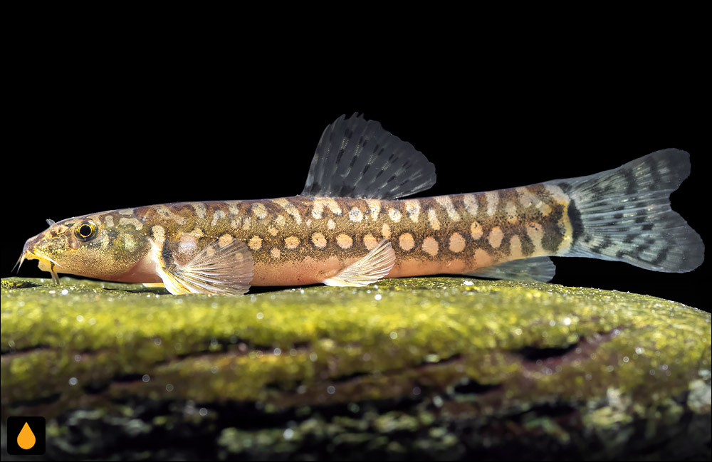 Mesonoemacheilus herrei