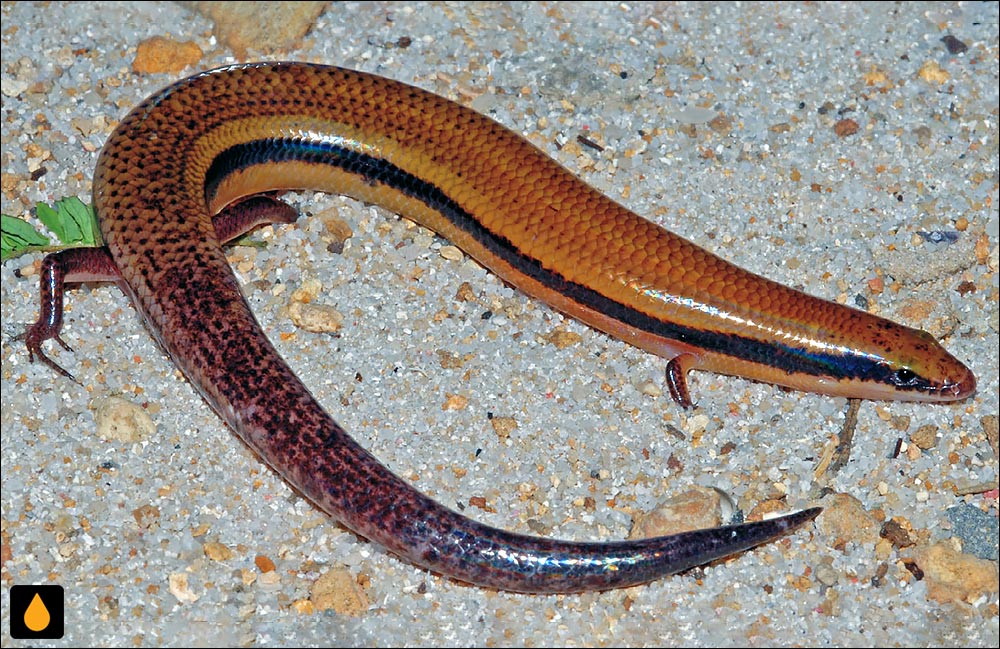 سقنقور شنی برنزی