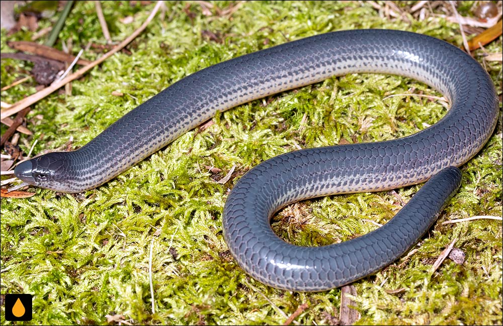 سقنقور بی‌پای دماغه‌ی شرقی