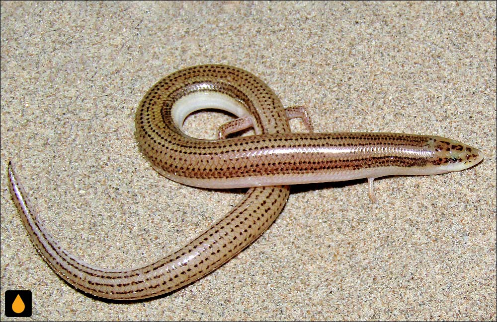 سقنقور ماری استریت