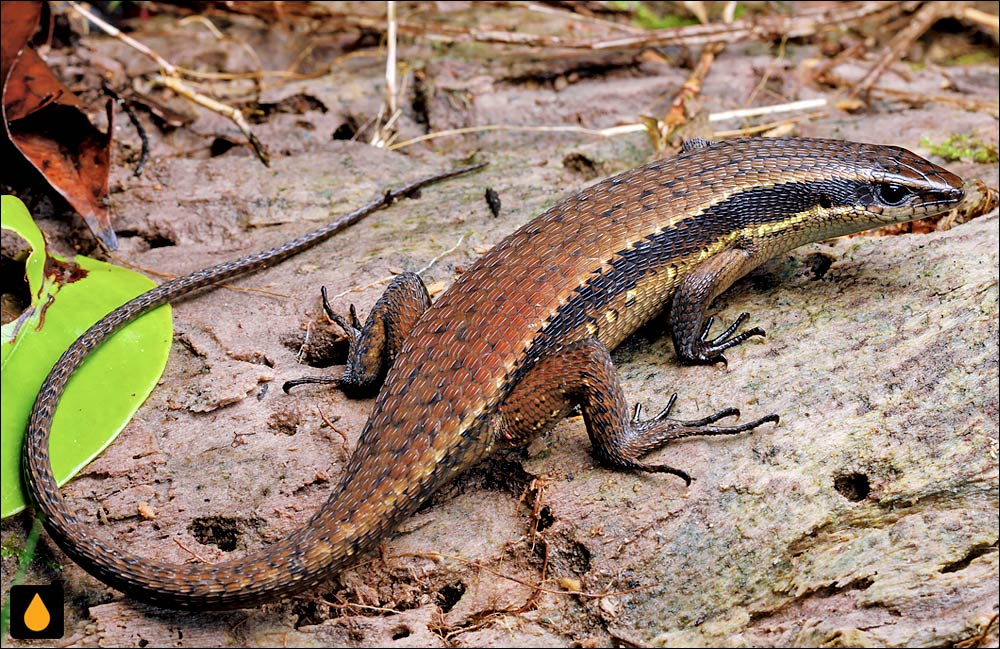 مابویای زبر