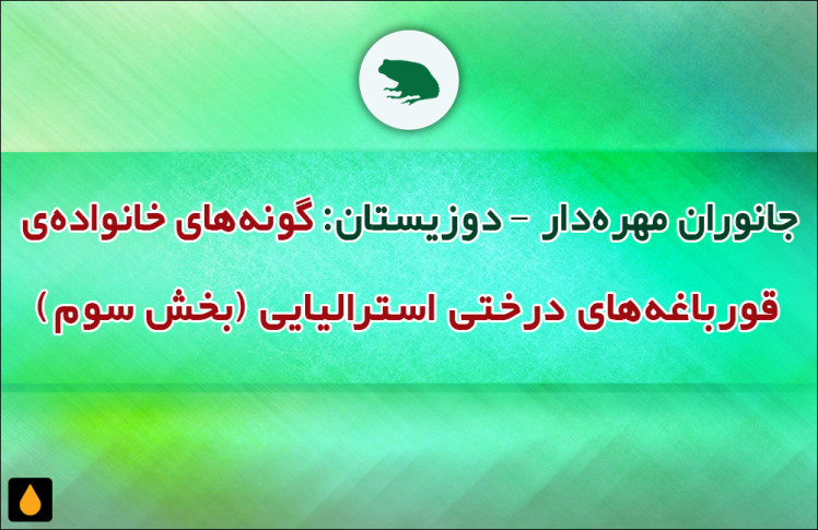 جانوران مهره‌دار - دوزیستان: گونه‌های خانواده‌ی قورباغه‌های درختی استرالیایی (بخش سوم)