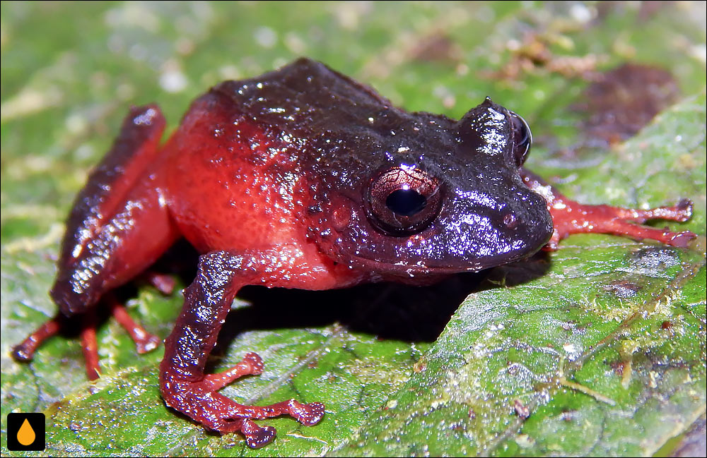 Pristimantis parectatus