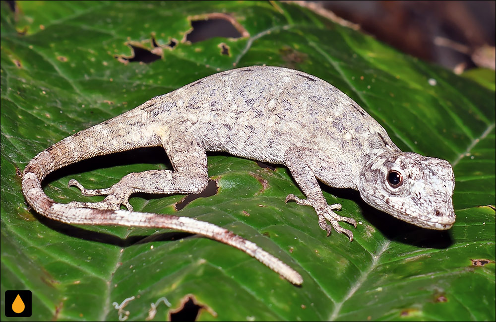 Anolis triumphalis