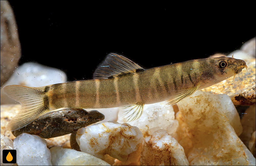 Schistura udomritthiruji