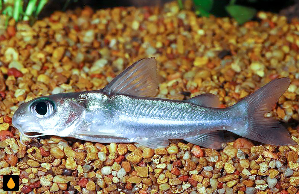 Chrysichthys aluuensis