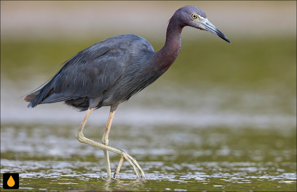 حواصیل آبی کوچک