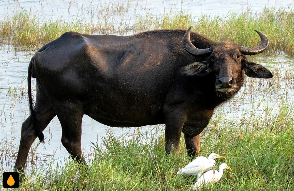 گاومیش آبی (پستانداری از خانواده‌ی گاوان)