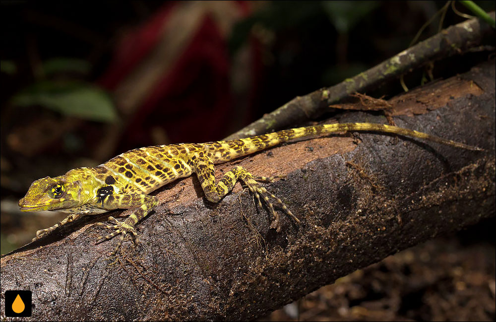 آنول غول‌پیکر پوپایان