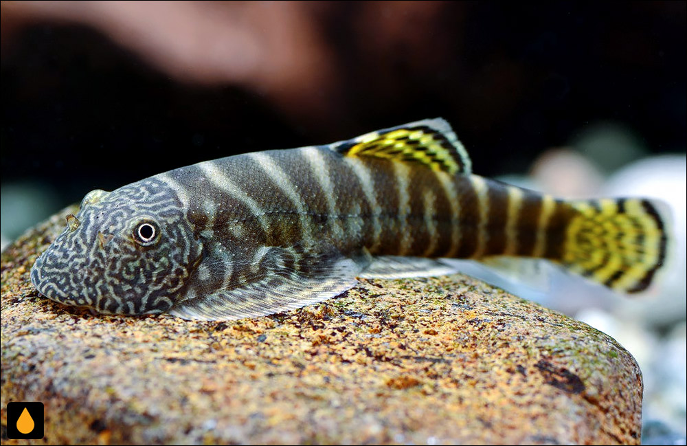 Gastromyzon zebrinus