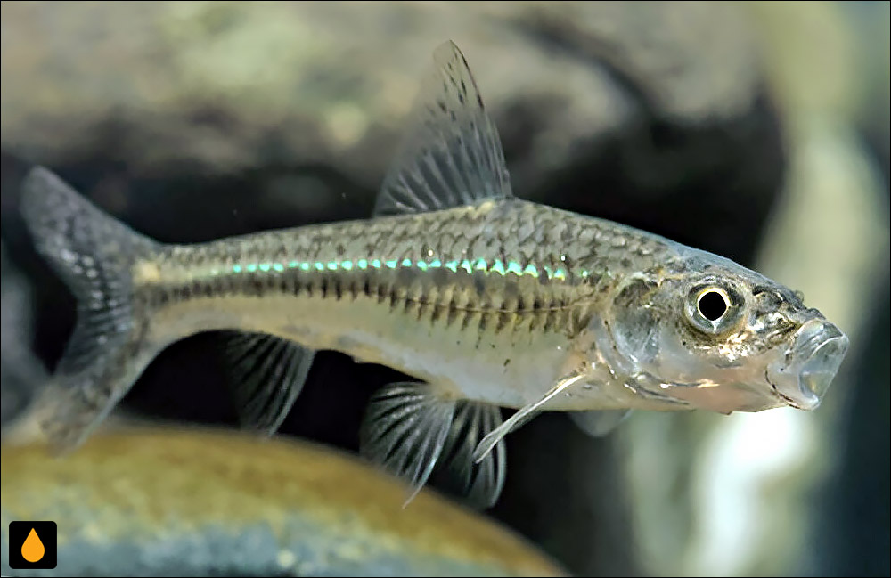 Squalidus banarescui