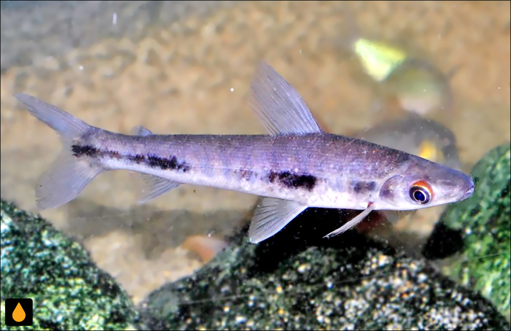 Rhytiodus microlepis