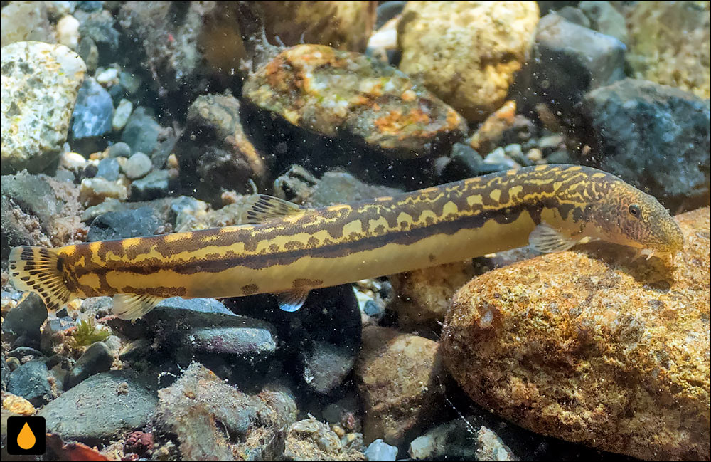 Cobitis delicata