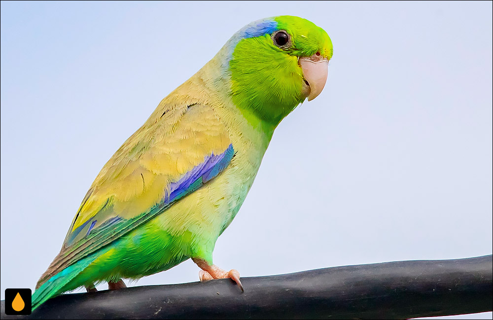 طوطیچه‌ی آرام (طوطیچه‌ی آسمانی)