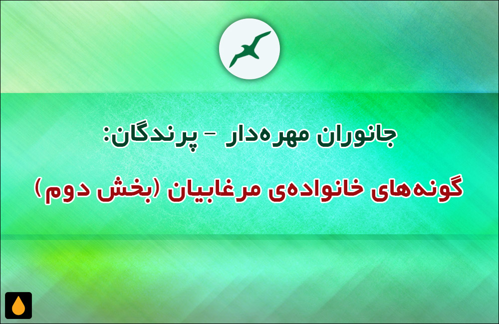 جانوران مهره‌دار - پرندگان: گونه‌های خانواده‌ی مرغابیان (بخش دوم)