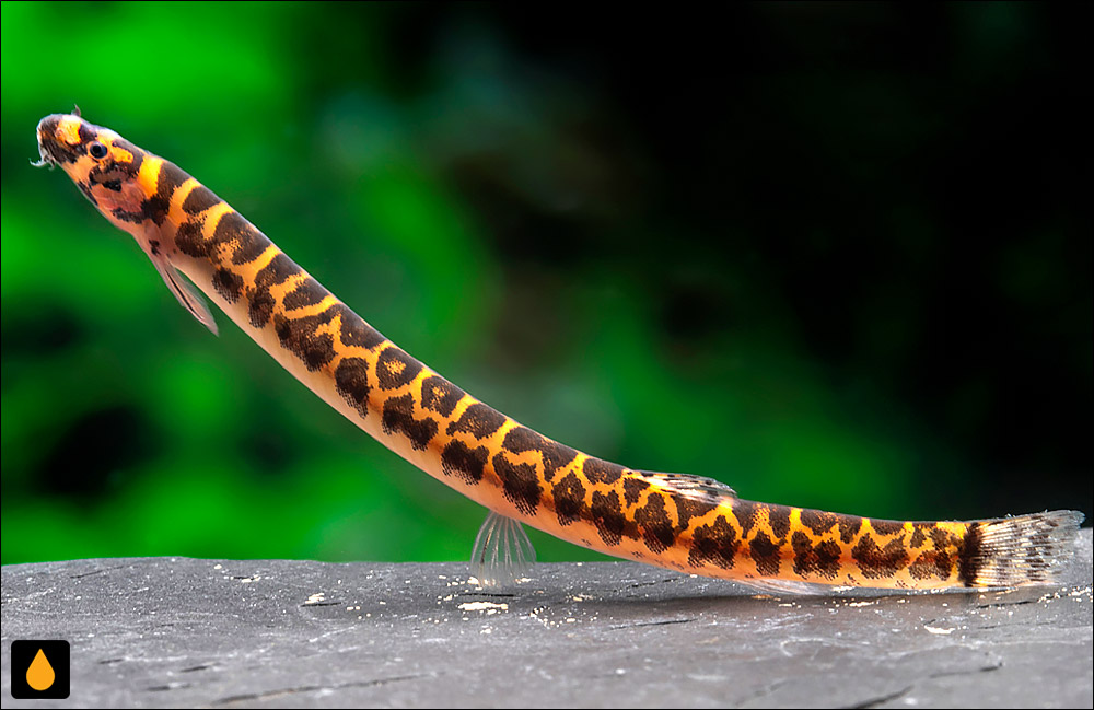 Pangio muraeniformis