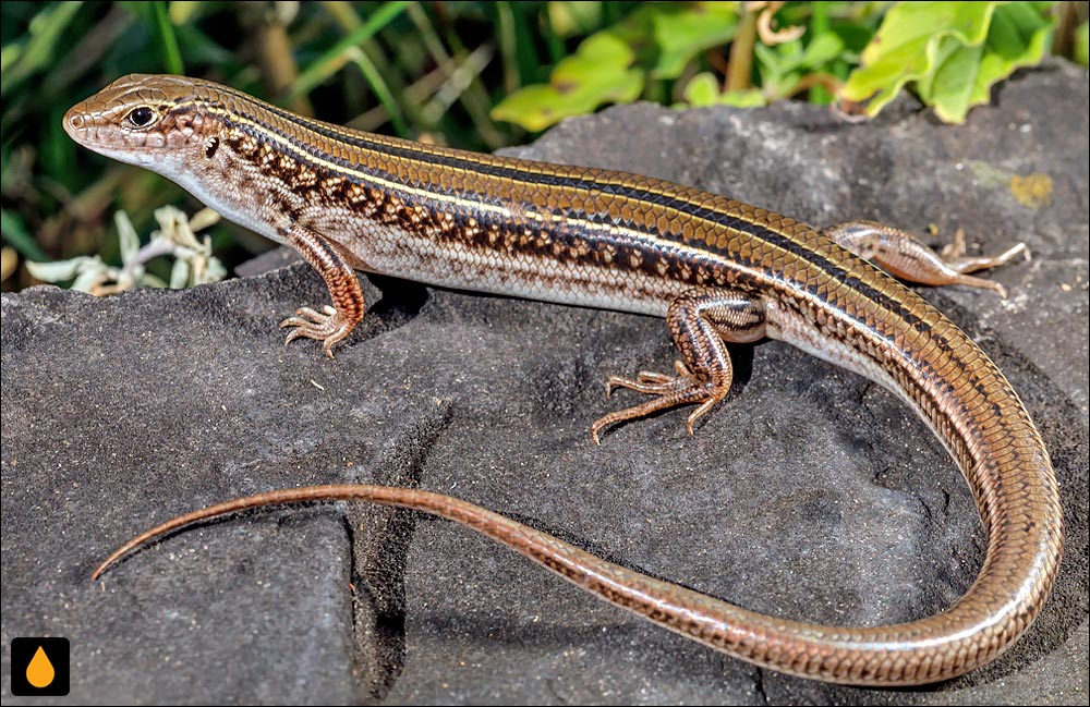 گوش‌شانه‌ای تنومند (گوش‌شانه‌ای راه‌راه شرقی)