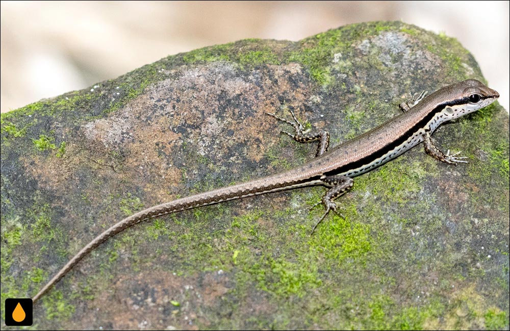 سقنقور جنگلی خال‌دار