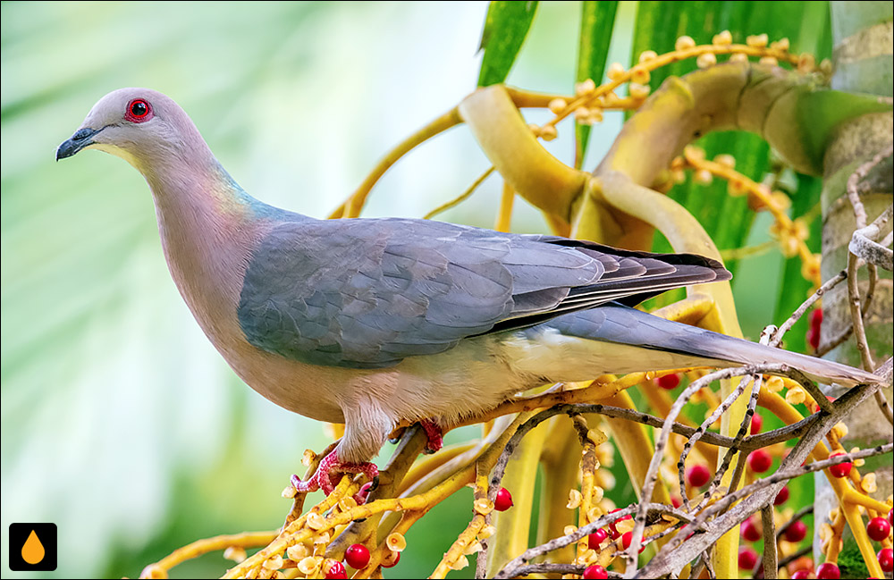 کبوتر دم‌حلقه‌دار