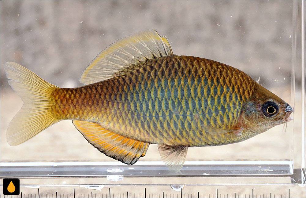 Tanakia latimarginata