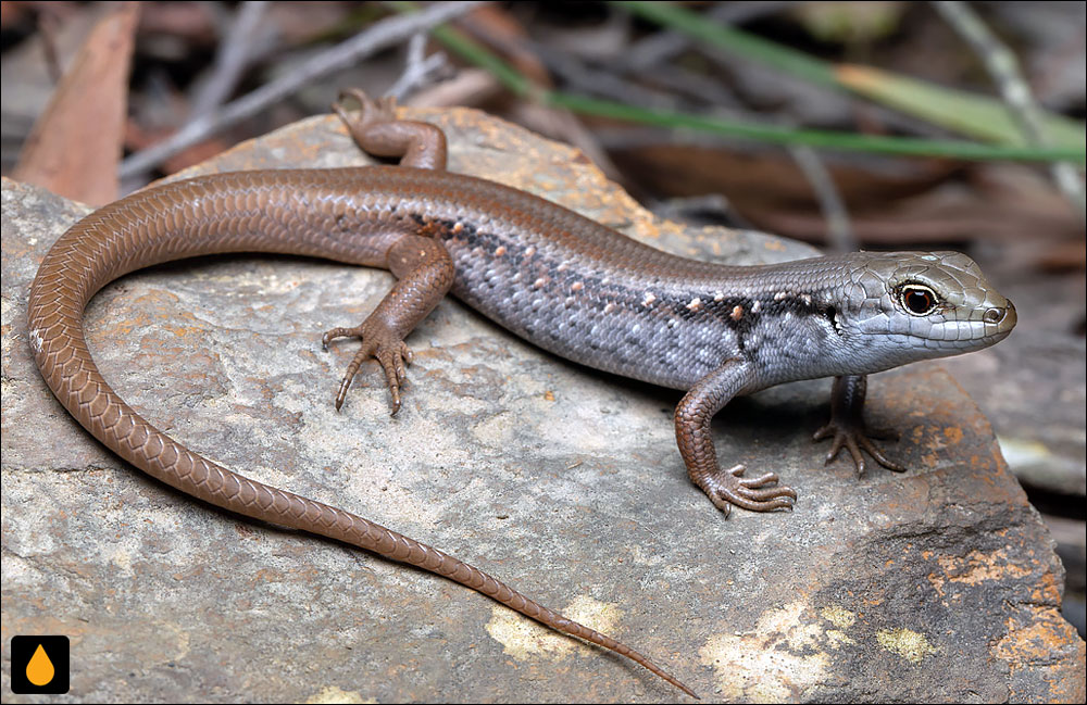 سقنقور صخره‌ای کوهستانی