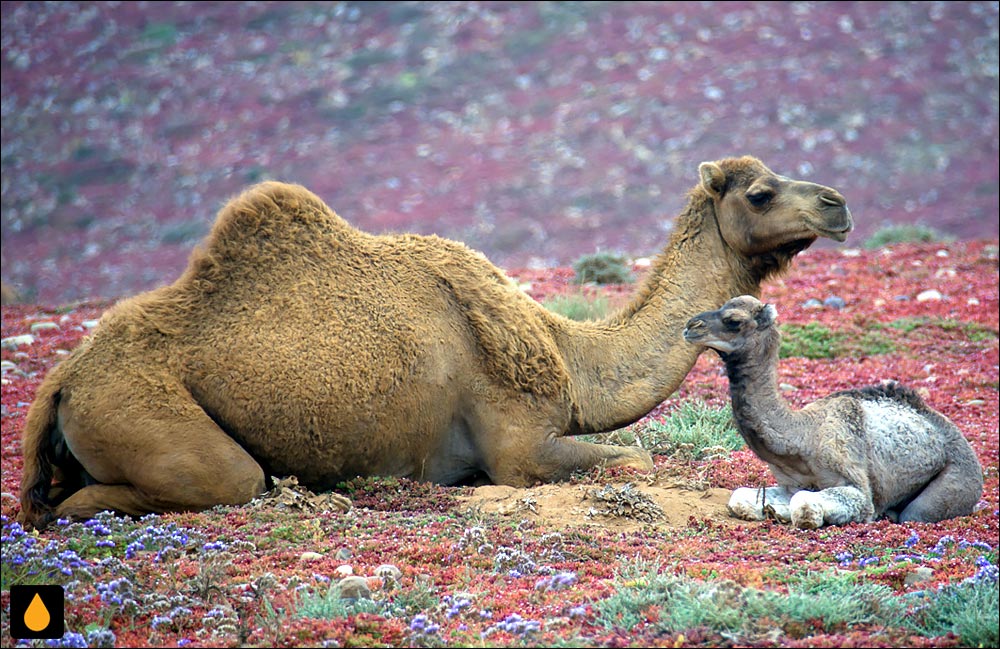 شتر یک‌کوهانه (پستانداری از خانواده‌ی شتران)