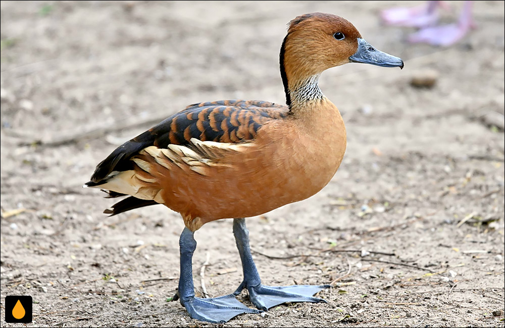 اردک سوت‌زن گندم‌گون